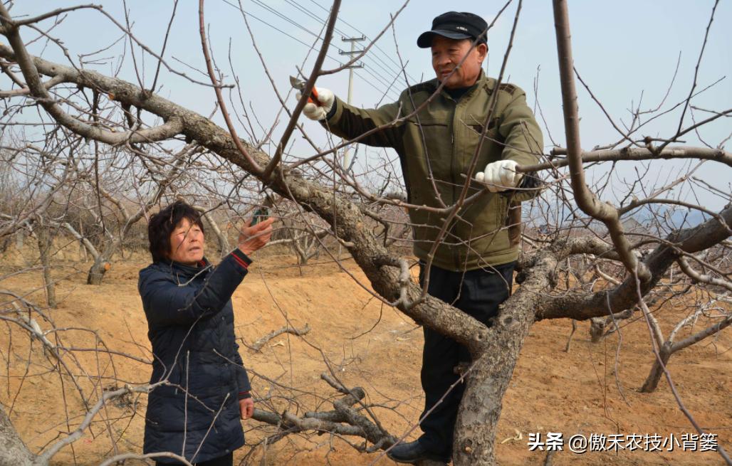 果树冬剪的正确方法视频,果树剪枝是头年剪还是春天剪