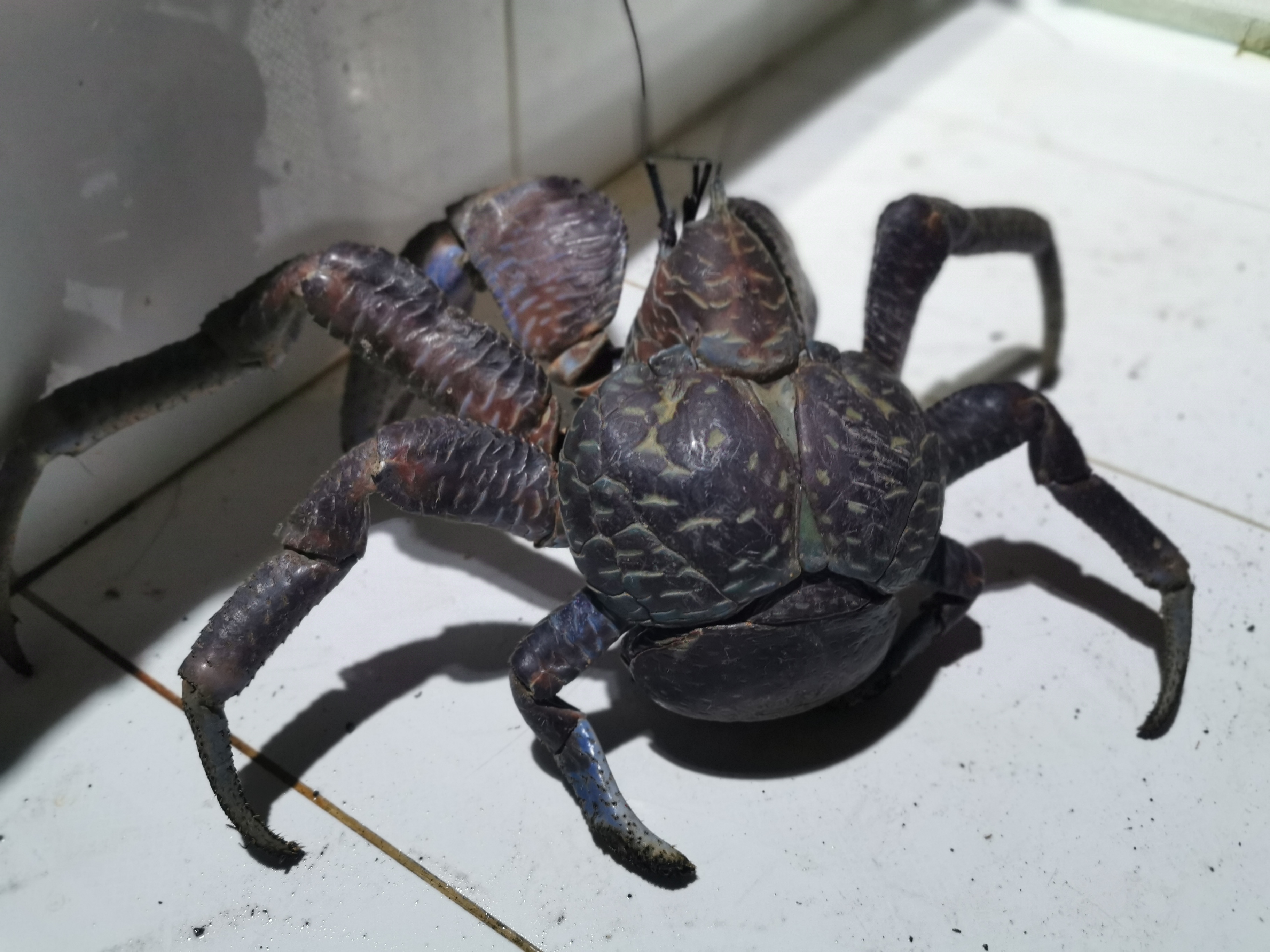 去印尼美娜多旅游攻略,印尼美娜多怎么玩