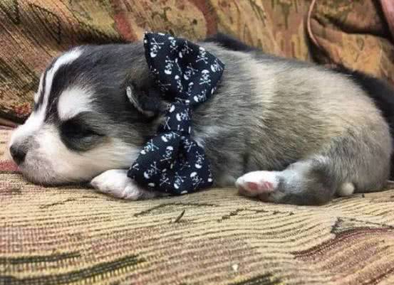 博美被二哈生下高颜值小狗,二哈和博美的孩子