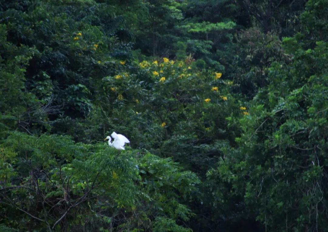 静谧角落香云纱,静谧角落视频
