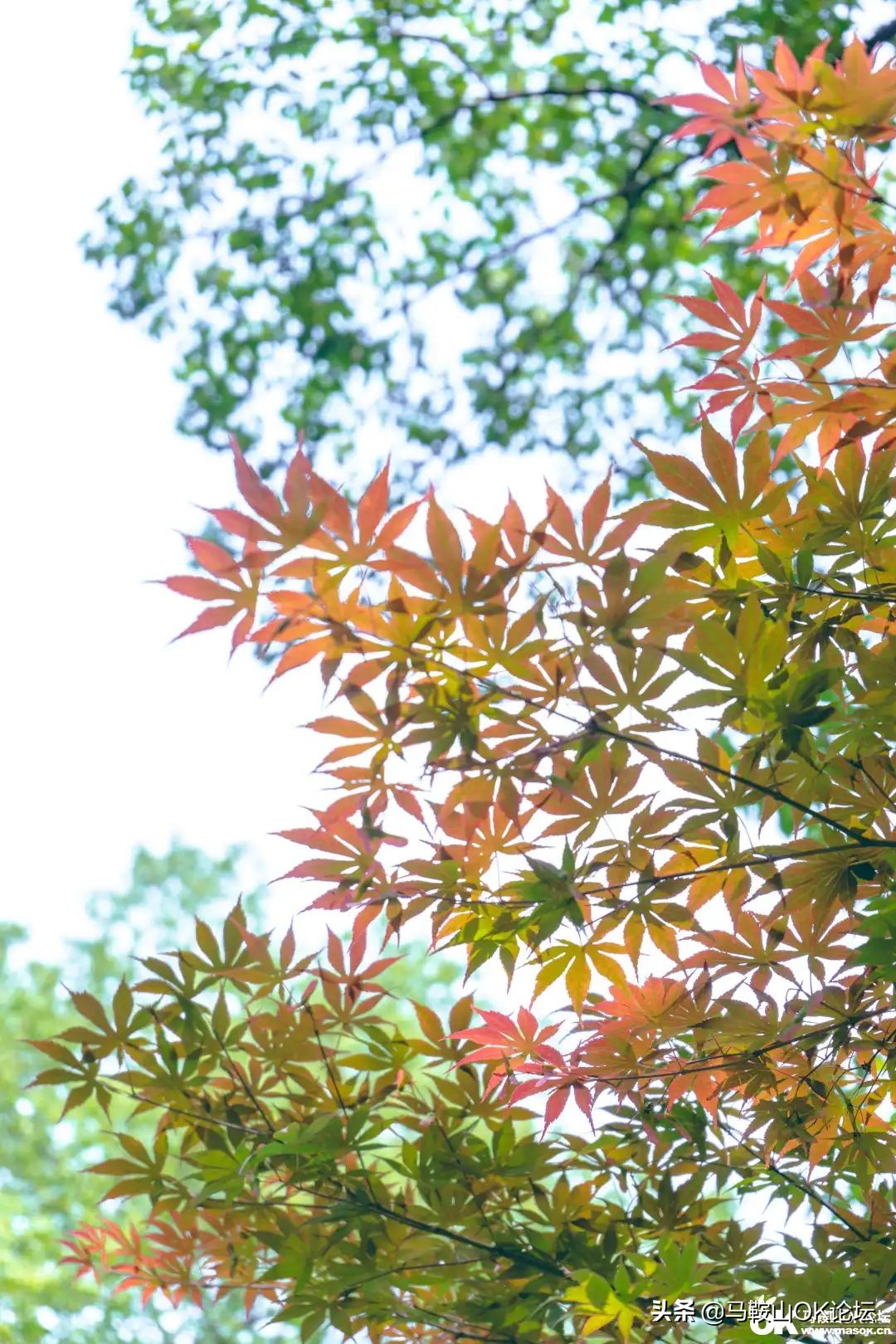 唰，就绿了！马鞍山夏天的n+1种样子