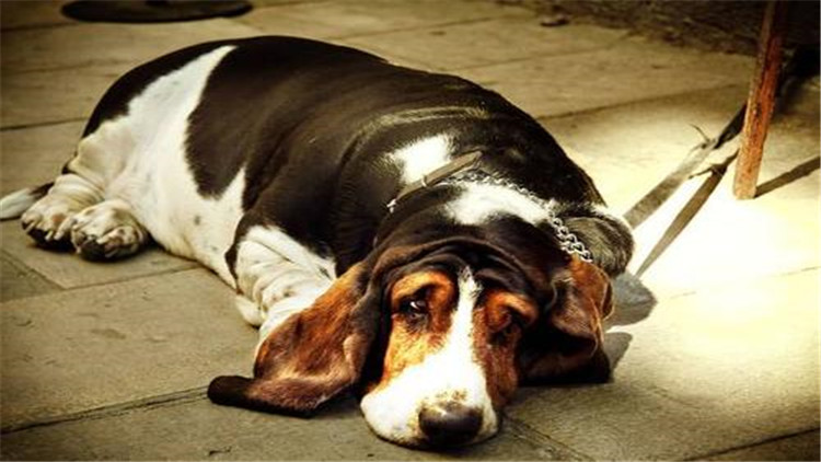 母大犬发情该怎么办,母小型犬发情爬跨如何缓解