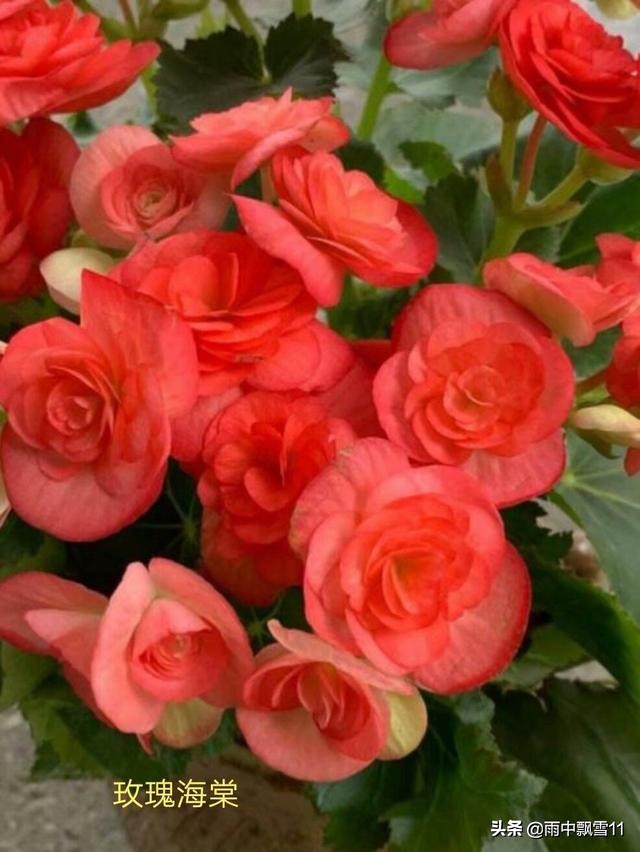 玫瑰海棠发新芽什么时候能开花,玫瑰海棠花秋冬怎么养护