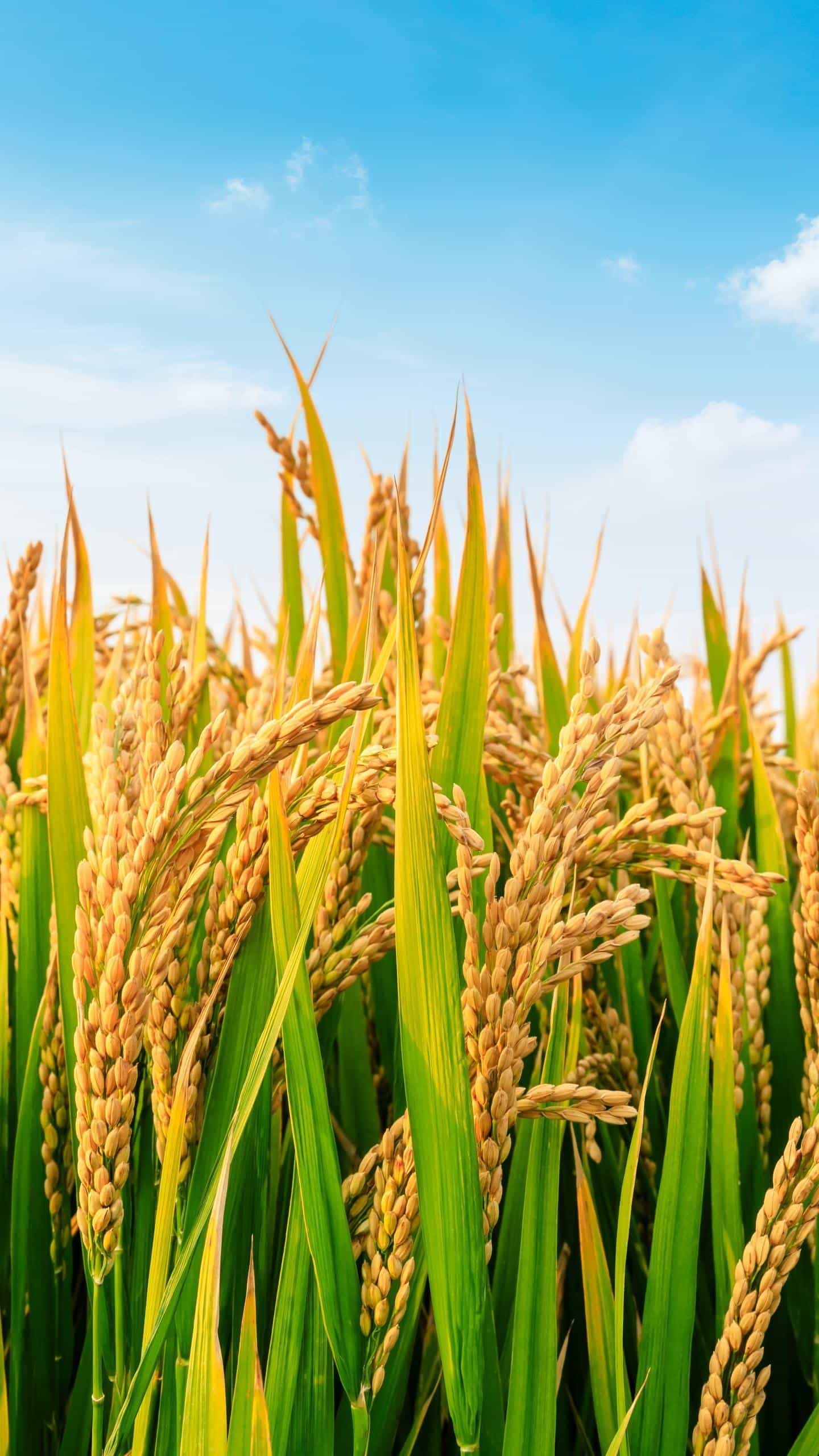 面对复杂的家庭关系怎么办,父亲逃避家庭矛盾不解决