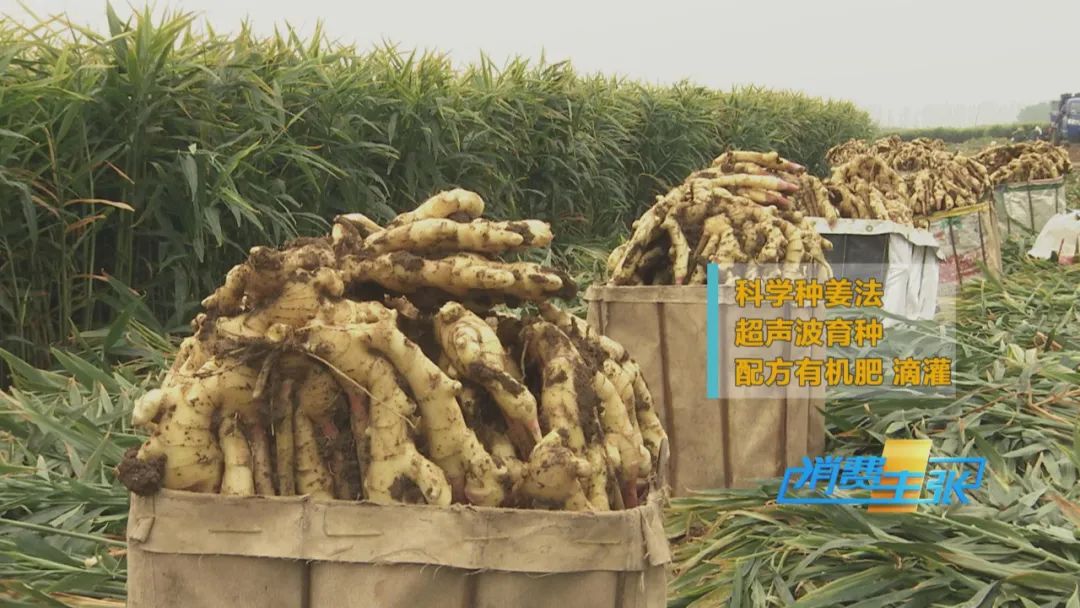 大量精品生姜出售,今日鲜姜收购价格