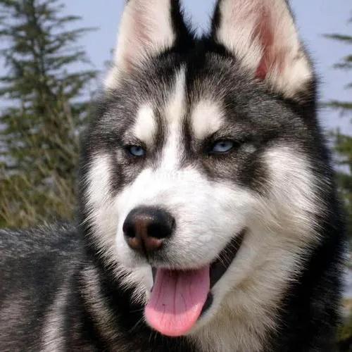 道教不吃的四种肉代表什么,道教为什么不吃五种动物