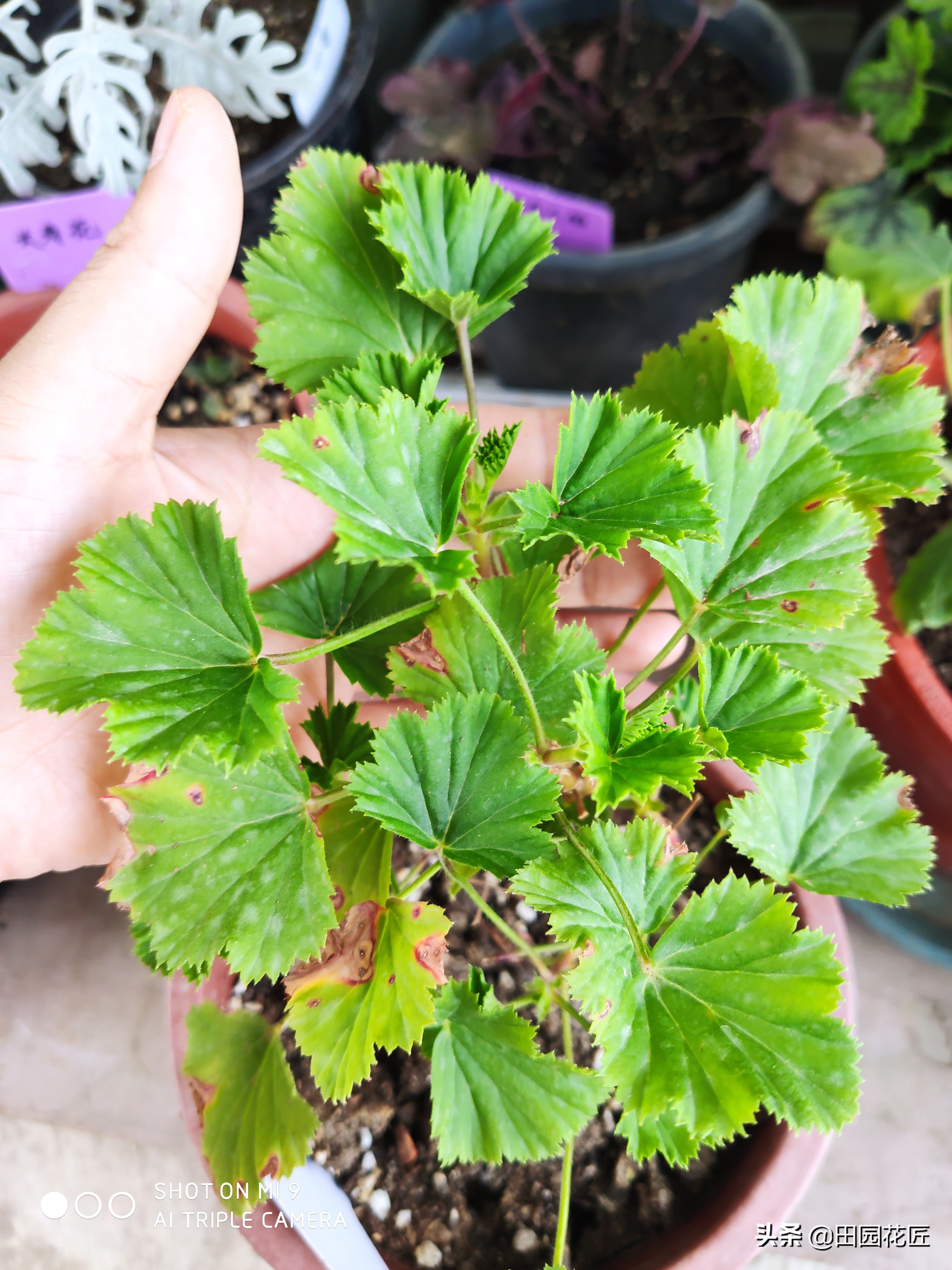 天竺葵黄叶知识,扦插天竺葵用什么药水防烂根