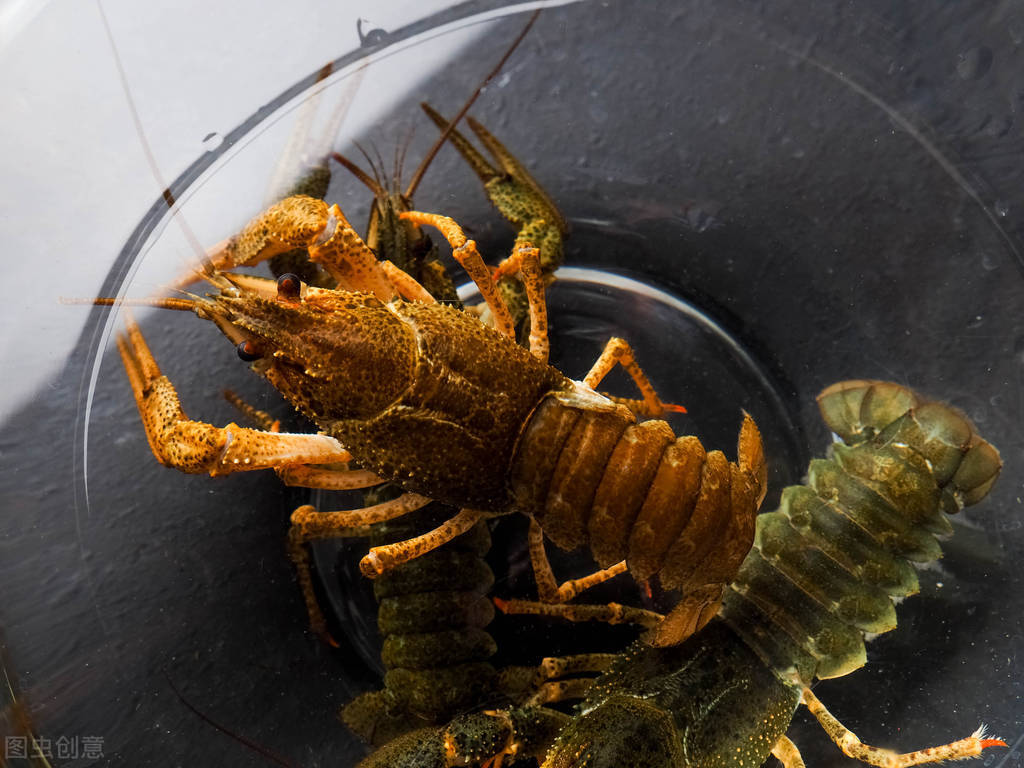 地笼网捕龙虾用什么当诱饵最好,地笼捕龙虾下在什么地方