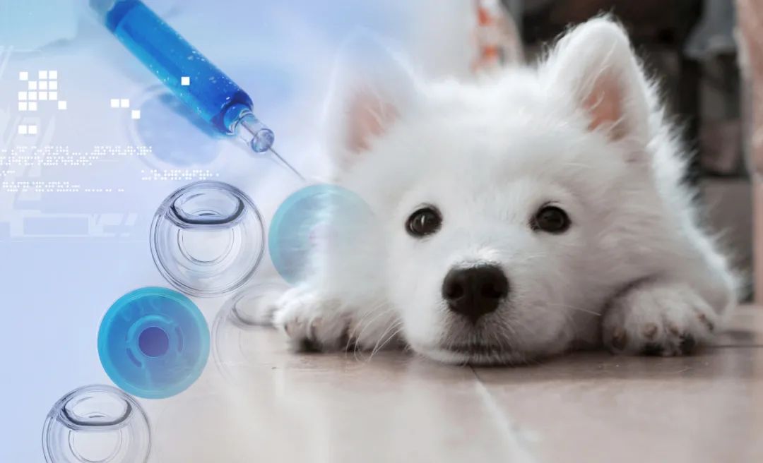 狗:我一次恋爱都没谈,居然得了这种病