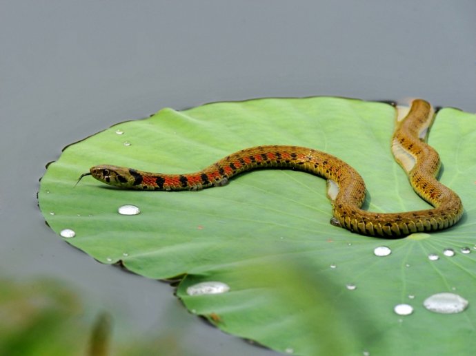 东北有毒蛇么,有毒的蛇图片有哪些