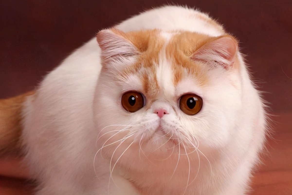 这3种猫很可怕有钱都不建议养,再喜欢也千万别养的4种猫