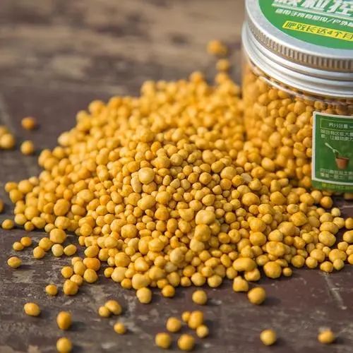 家里种了一颗爬墙花,家里种爬藤蔷薇好吗