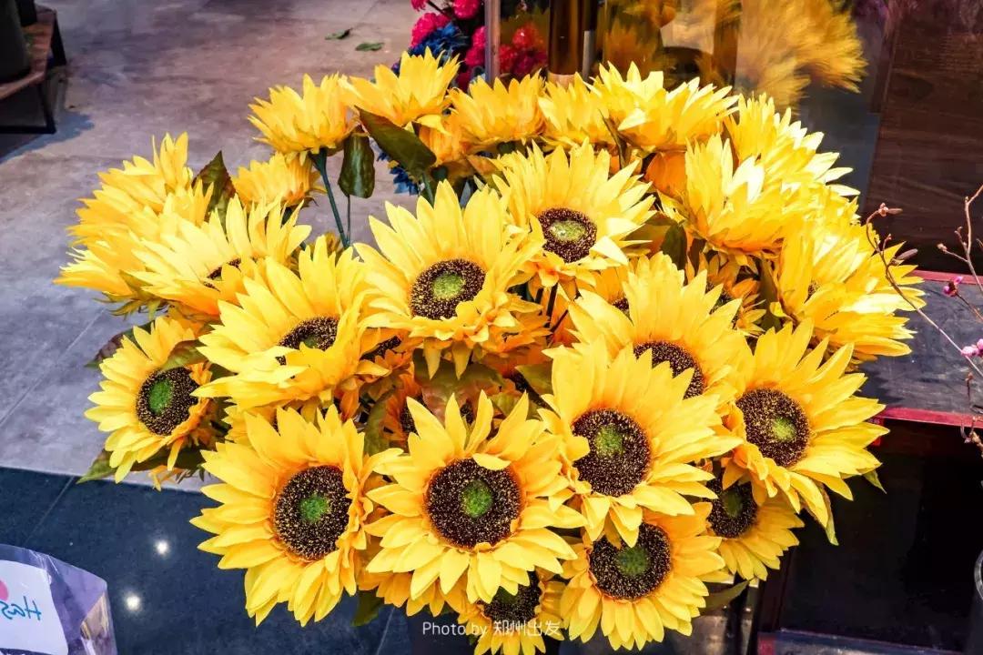 郑州三大花卉市场都是哪个,郑州哪个花卉市场最全