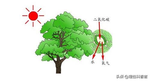 光合作用将光能转化成什么能,光合作用如何将光能转化为化学能