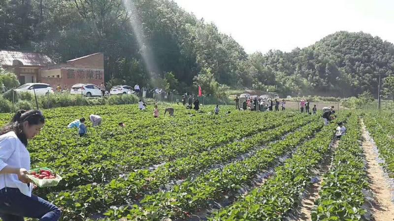 福建草莓露天种植全过程,露天草莓种植管理技术和方法