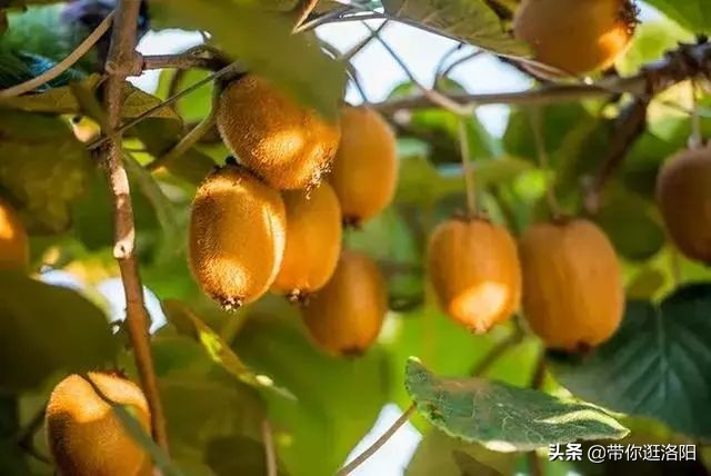 孟津5月采摘园哪个比较好,洛阳采摘攻略