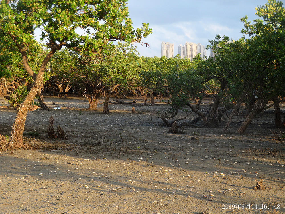 痛心!北海红树林不设防,任你踩任你挖