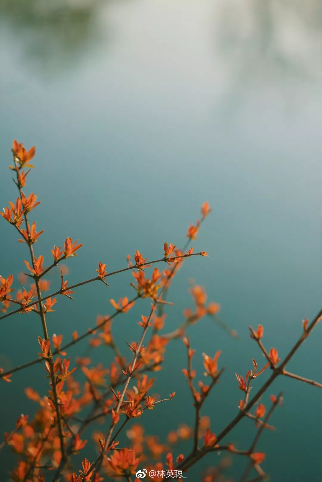 婺源油菜花一日游旅游攻略,婺源油菜花旅游攻略