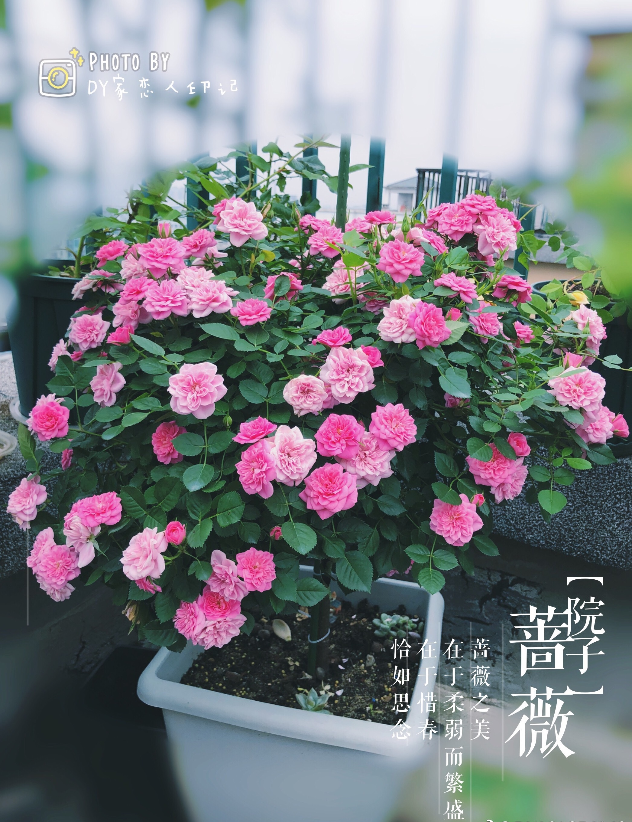 花卉绿植盆栽白色恋人,小小植物盆栽既可爱又好养活