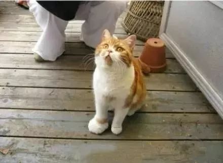 小个子女生靴子推荐夏季,小个子适合穿的靴子高度