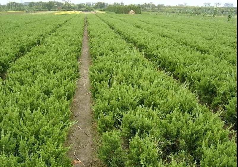 值得推荐的苗木,最值钱的苗木排行榜