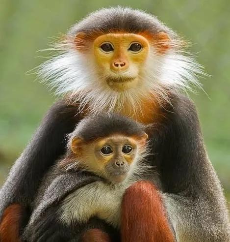 看看猴子,老猴子孙悟空72变