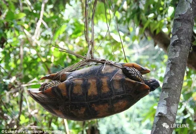 红腿陆龟拉稀怎么办,红腿陆龟雄性与雌性的区别