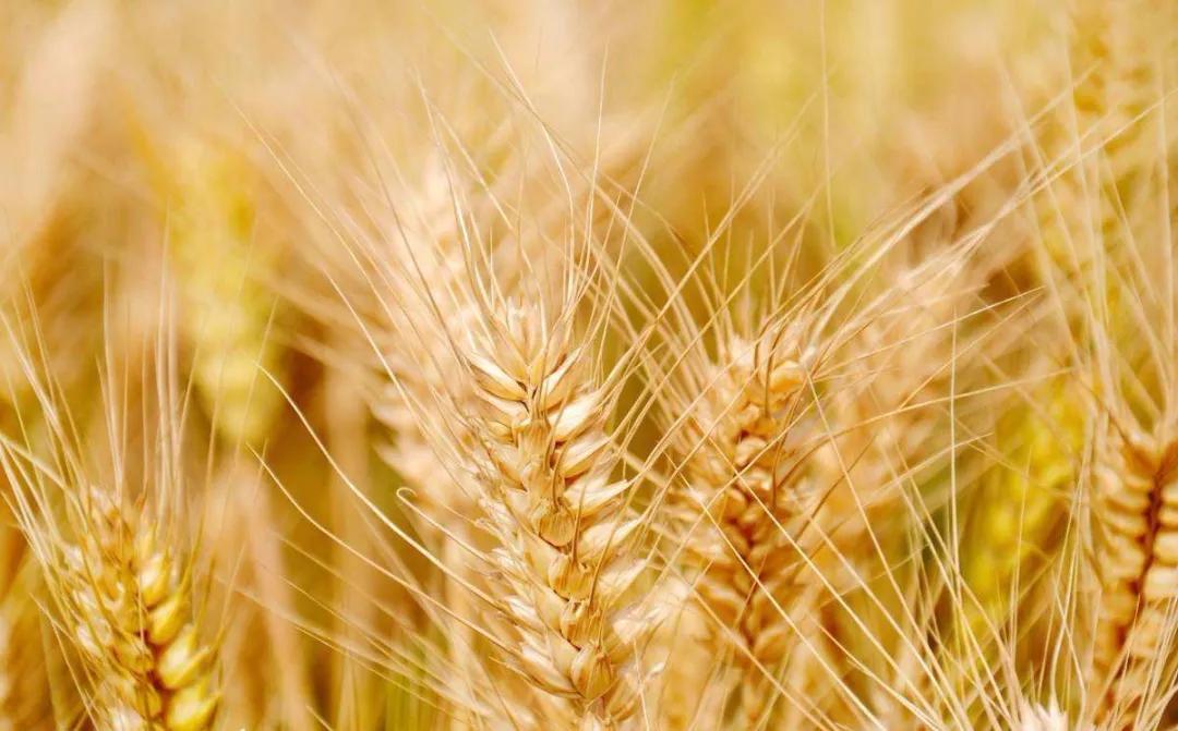 小麦种植时间和收熟时间,小麦的种植时间和收获时间是多久