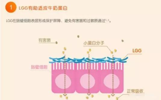 婴儿防过敏的益生菌菌种介绍,过敏宝宝吃益生菌的作用