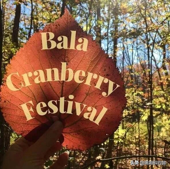 蔓越莓小知识,蔓越莓的秘密