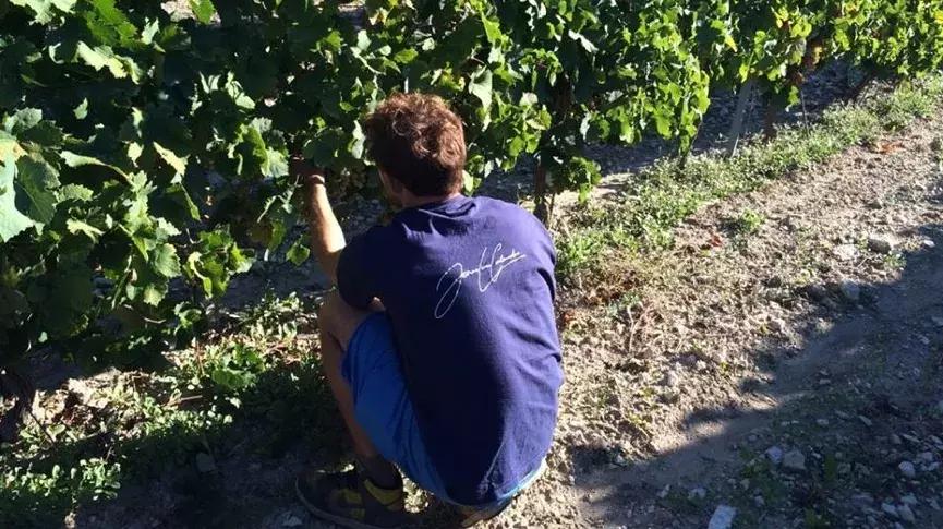 法国葡萄园干活,在法国上班