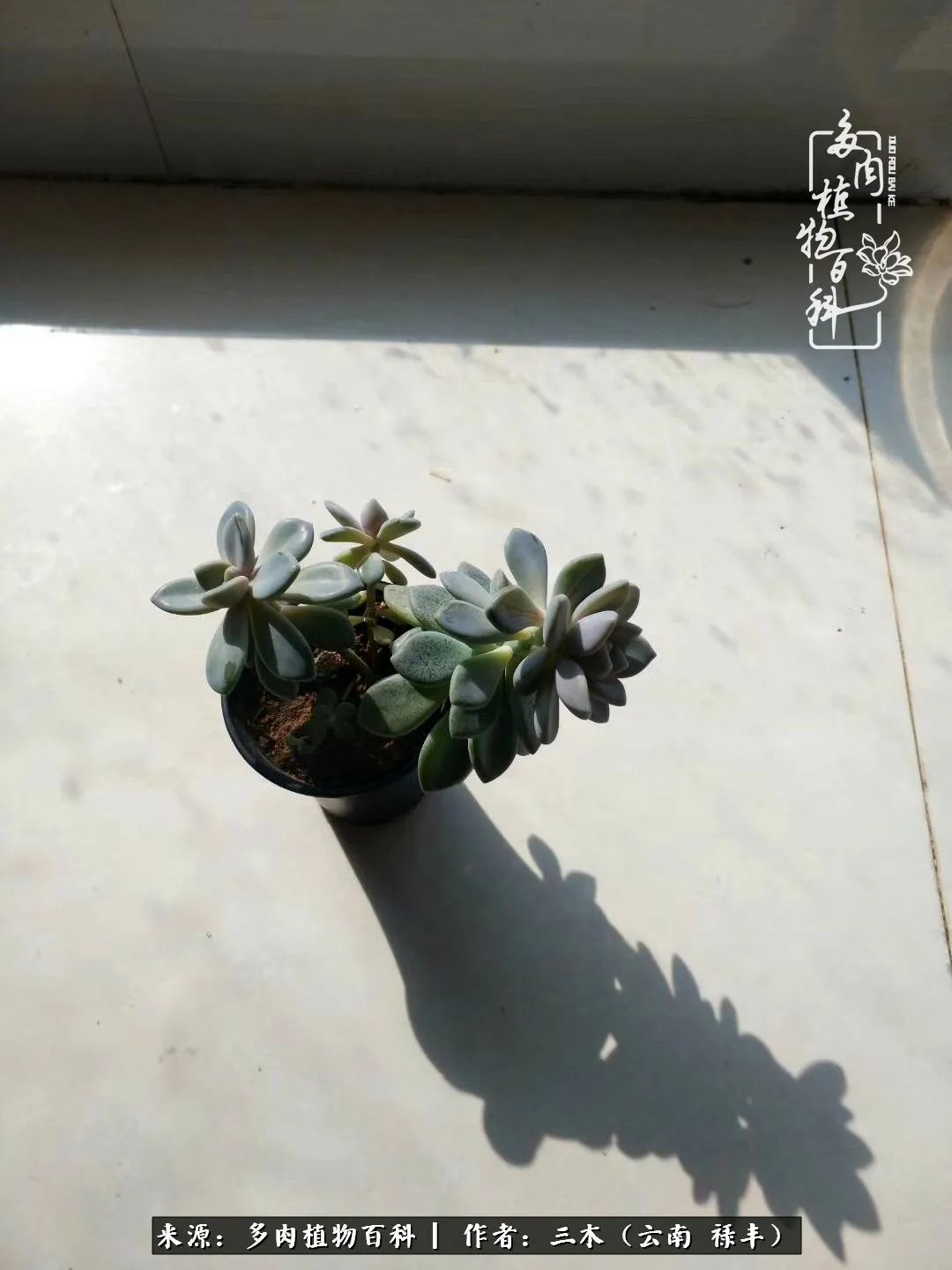 结缘多肉，阳台这一亩三分地就是我的世外桃源
