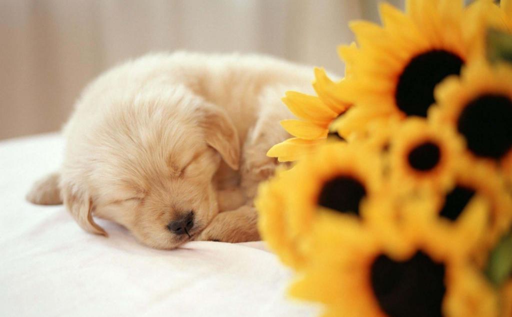 狗狗喜欢吃墙灰怎么回事,你家狗狗总喜欢咬你的手指