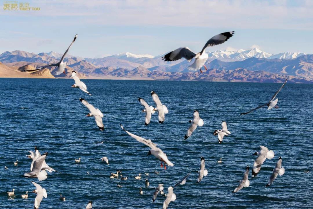 阿里自驾公路图,中国国家地理阿里自驾