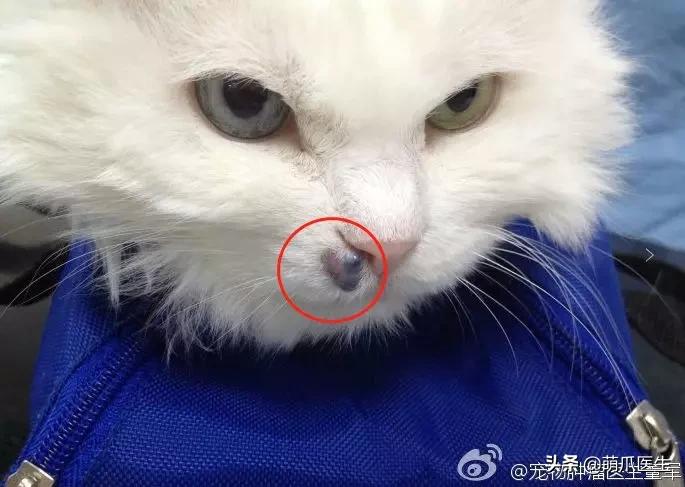 猫咪皮肤有黑斑点还很容易掉毛,猫咪身上有黑色斑点是怎么回事