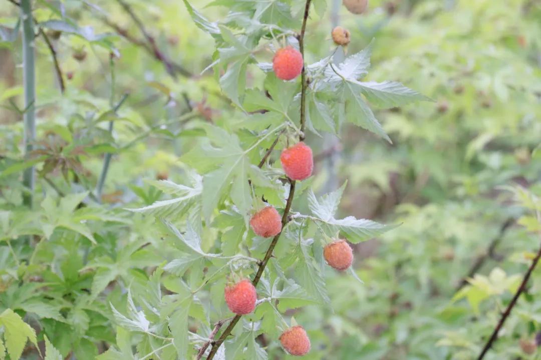 诸暨哪里树莓采摘最好,诸暨摘树莓