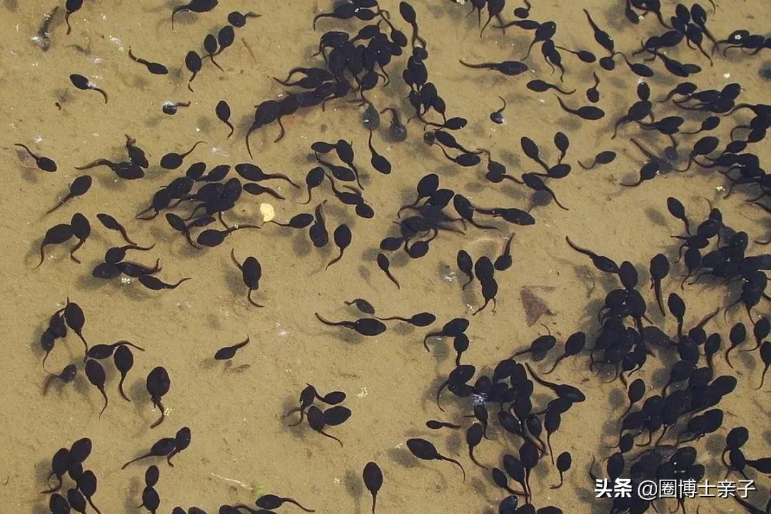 小蝌蚪长大了是不是就变成癞蛤蟆,小蝌蚪为什么变成青蛙