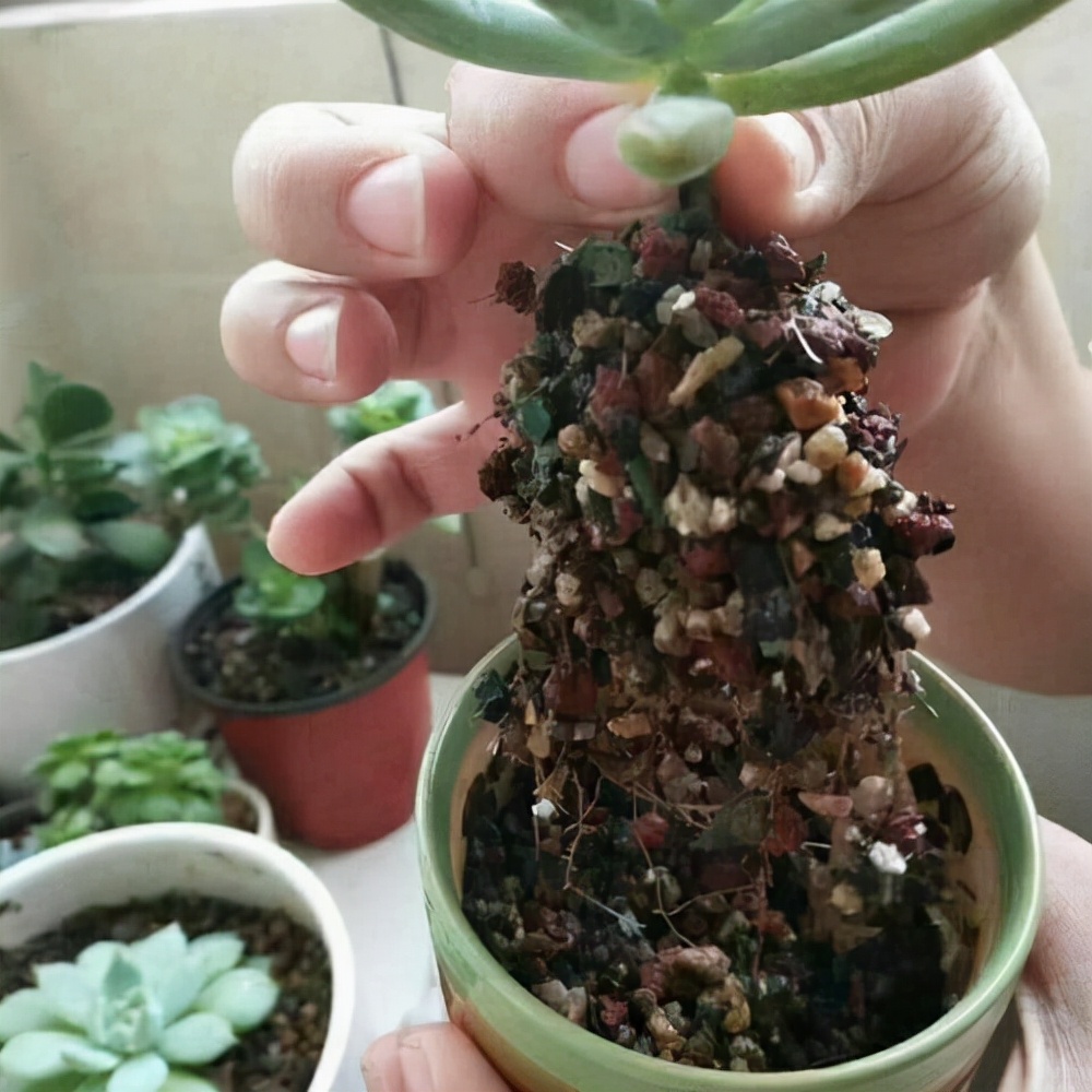 他养多肉10多年,总结出9个易出“高价老桩”的品种,适合新手