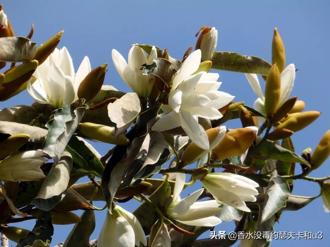 爱马仕经典香水是哪一款,爱马仕香水之屋顶系列