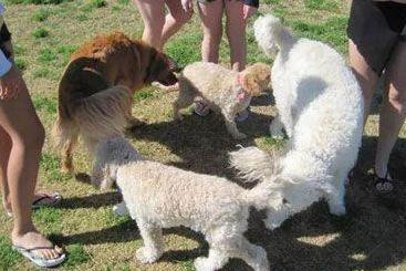 泰迪犬冷知识,泰迪的肢体语言大全