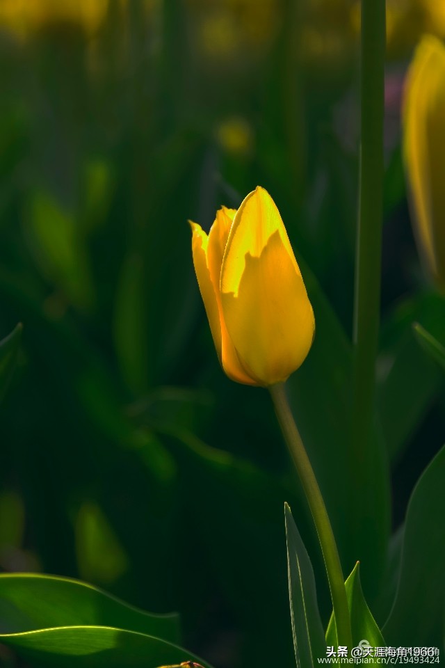 郁金香花语可以送给女朋友吗,郁金香花语的诗句
