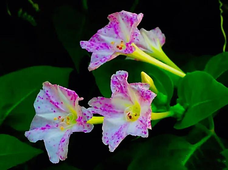 紫茉莉花色,紫茉莉的花朵有香味吗