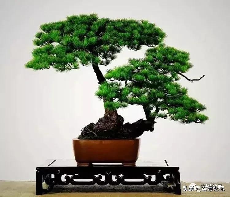 寒松纵老风骨在——赏松杂谈