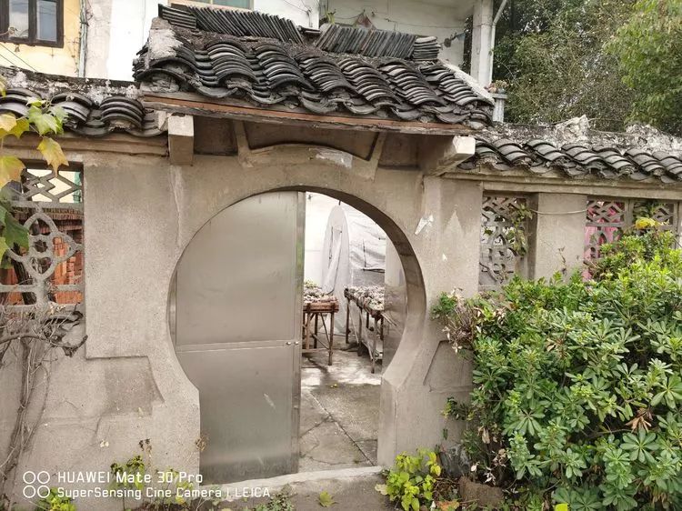 冬日如何更好地养多肉,冬天可以户外养护的多肉