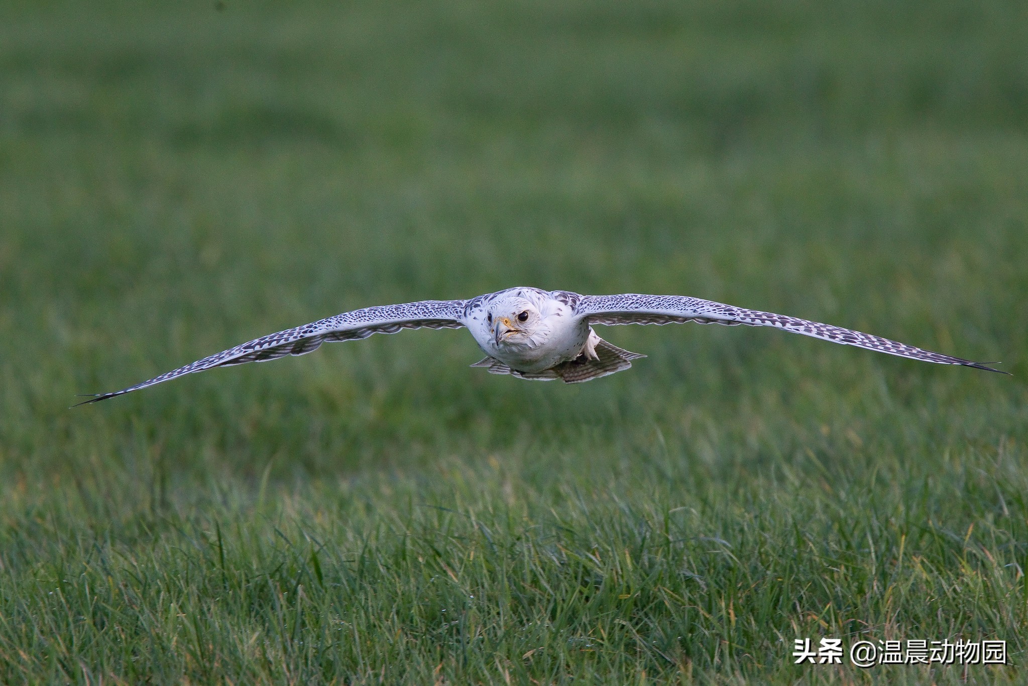 海东青简介和历史,海东青为什么是免死金牌