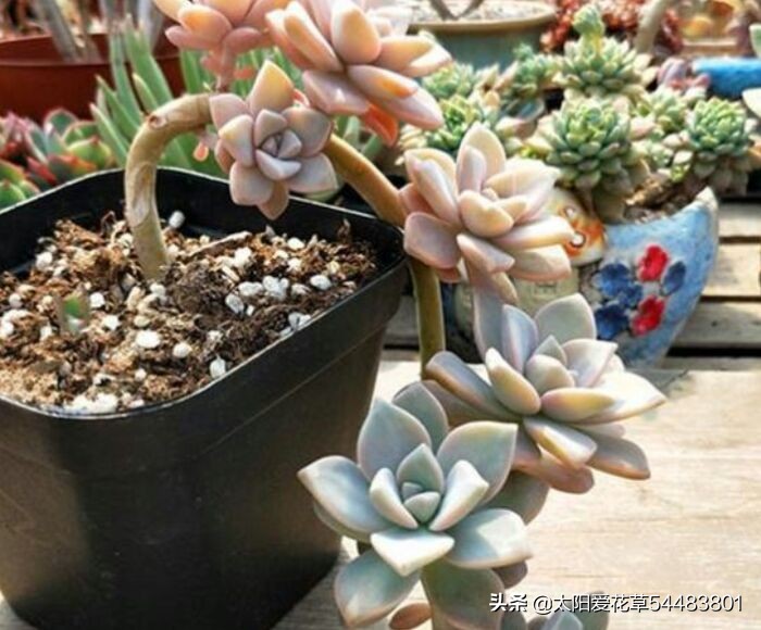 多肉冻伤叶片全部化水了怎么补救,多肉为什么夏天黑根了还能活
