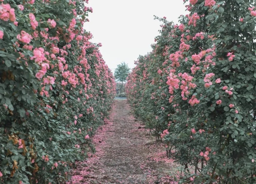 台州蔷薇花海,台州花木城花海