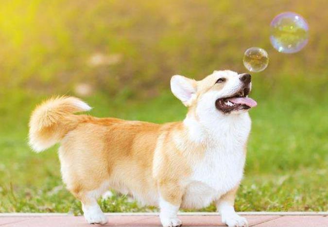 买狗为什么要选择有门店的,宠物店买狗需要注意什么