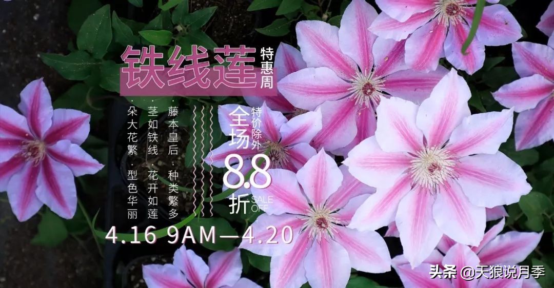 10元3棵铁线莲苗多色,铁线莲苗圃视频