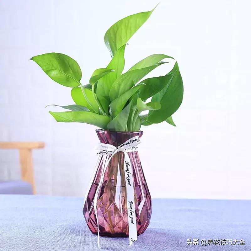 水养绿萝怎么操作成土养,土养的绿萝怎么改成水养